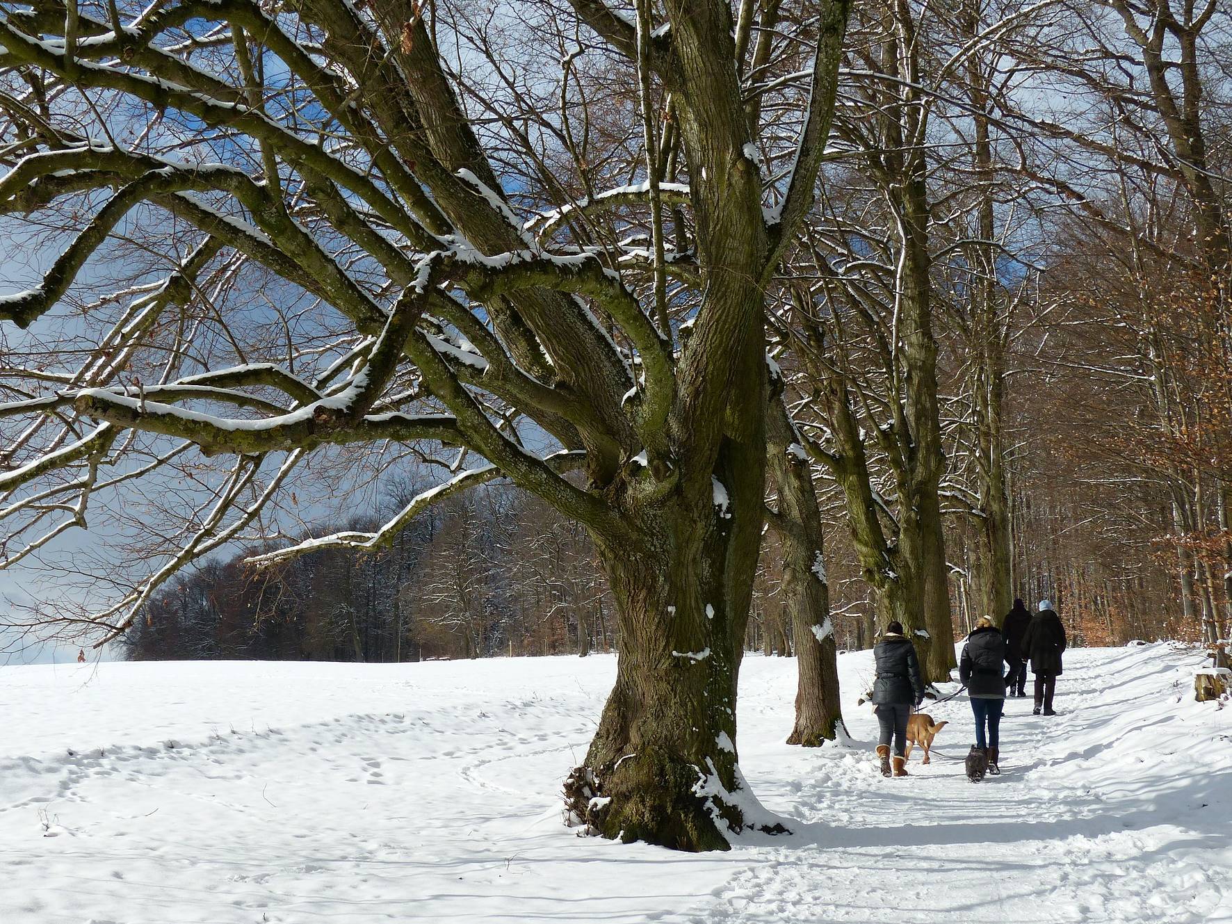  Wandern mit Hund im Winter 